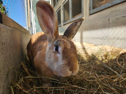 Kiku, weiblich, Japaner, Alter: ca. Juli 2019, Gewicht: 4Kg - sucht ein Zuhause bei einem männlichen Artegenossen (kastriert) in einem grossen Aussengehege (Kiku buddelt sehr gerne). Kiku ist sehr dominant und geht nicht mit anderen Weibchen
