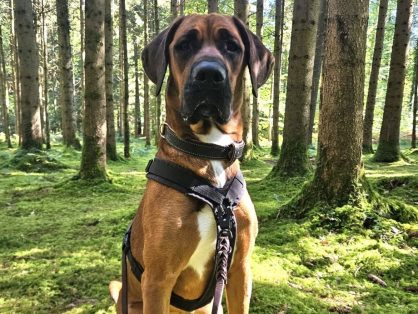 Kiara - sucht Zuhause bei einem Hundeprofi