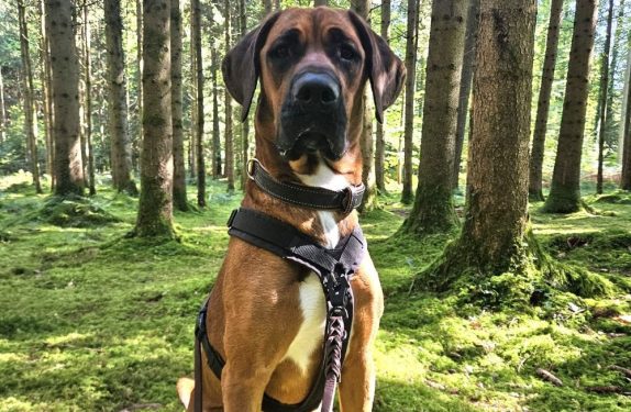 Kiara - sucht Zuhause bei einem Hundeprofi