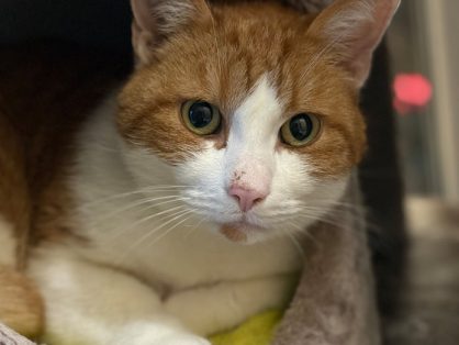 Obelix - der liebenswerte Pfundskerl