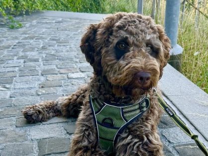 Paddy - ist reserviert