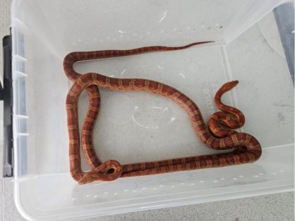 Kornnattern Phineas, männlich und Pherb, männlich, Alter von beiden: 10.09.22 - suchen zusammen ein Zuhause in einem grossen, gut strukturierten Terrarium