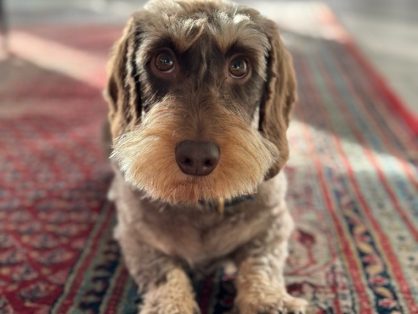 Pistache - sucht Platz ohne Kinder