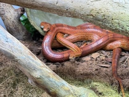 Kimba, Kornnatter, Geschlecht unbekannt, Alter: unbekannt und Würmli, weiblich, Alter: unbekannt - suchen zusammen ein Zuhause in einem grossen, gut strukturierten Terrarium