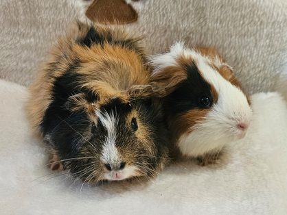 Buzz und Woody, männlich kastriert, Alter: ca. Juli 2025 - suchen zusammen ein Zuhause in einem grossen Innengehege 