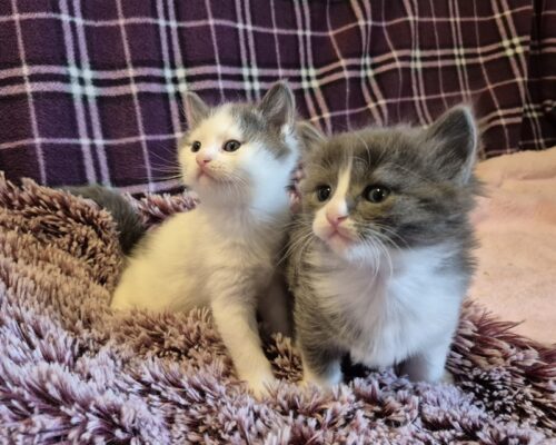 Verschiedene Kitten suchen jeweils zu zweit schöne Lebensplätze mit Freigang ins Grüne