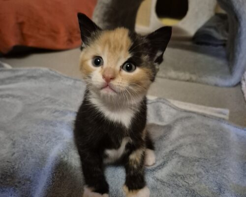Kittenbewerbungen à discrétion :-)