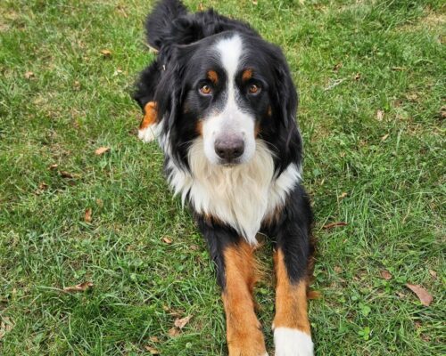 Für-Immer-Zuhause oder private Pflegestelle (gerne mit Bleibe-Option) gesucht für Berner Sennenhund Carly