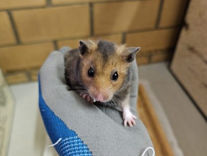 Goldhamster Chestnut, männlich, Alter: 15.12.2025 - sucht ein Zuhause in einem grossen, gut strukturierten Gehege