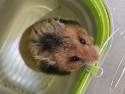 Muffin, Goldhamster, weiblich, Alter: ca. 01.07.2025 - sucht ein Zuhause in einem grossen, gut strukturierten Gehege