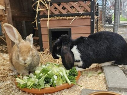Kiku (weblich, geb. ca. 2019) und Lola (weiblich, geb. ca. 2021) haben sich bei uns angefreundet. Die beiden grossen Kaninchen suchen ein gemeinsames neues Zuhause in einem grossen und gut strukturiertem Freigehege.