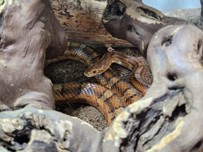 Lailung, Kornnatter, vermutlich männlich, Alter: 2011 – sucht ein Zuhause in einem grossen, gut strukturierten Terrarium. Gerne auch mit anderen Kornnattern zusammen. Lailung ist bei uns mit Kimba und Würmli zusammen. 