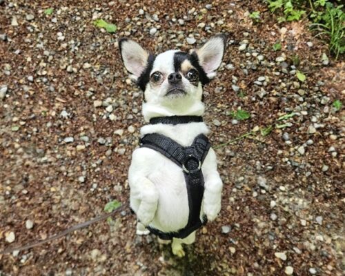 Was bedeutet es eigentlich, einen Hund aus dem Tierschutz zu adoptieren?