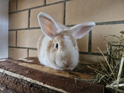 Milo, mk, geb. 01.10.24 - sucht Platz bei Artgenossen, in grosszügiger Innenhaltung