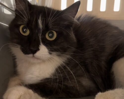 Nala – eine traurige Geschichte, aber wir hoffen auf ein Happyend