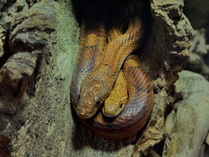 Kimba, Kornnatter, Geschlecht unbekannt, Alter: unbekannt und Würmli, weiblich, Alter: unbekannt - suchen zusammen ein Zuhause in einem grossen, gut strukturierten Terrarium
