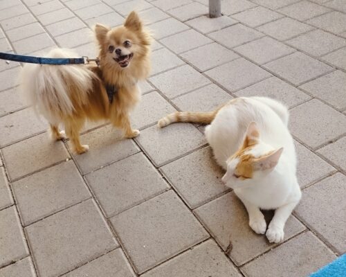 Yoki und Charlie lassen herzlich grüssen