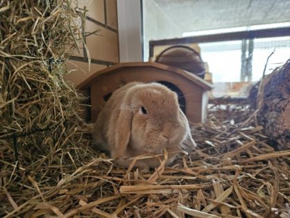 Hildi, weiblich, Alter: April 2021 - sucht ein Zuhause bei einem Artgenossen in einem grossen Innengehege - Hildi hat Blasengriess und braucht deshalb eine spezielle Ernährung, sie hat auch beginnende Spondylose und braucht bei Bedarf Schmerzmittel, sie hat zudem rassetypische Ohrenprobleme 